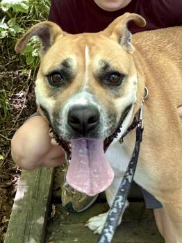 Sadie -  American Bulldog Dog for Adoption in Ilderton, Ontario - Sadie | PetCurious