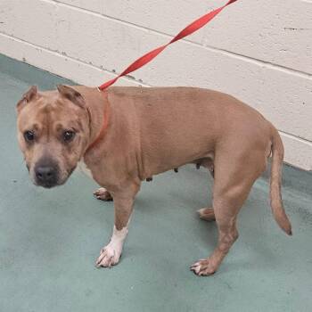 Mixed Breed Dogs Available for Adoption in Memphis, Tennessee - Priscilla Payne | PetCurious