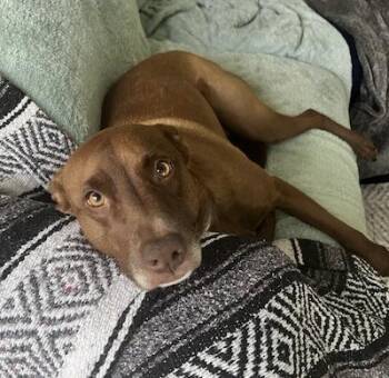German Shorthaired Pointer and Chesapeake Bay Retriever Dogs Available for Adoption in Palmyra, Virginia - Honey  | PetCurious