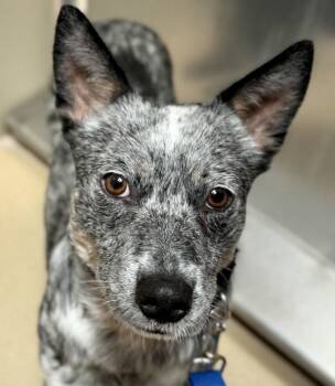 Scarecrow -  Cattle Dog Dog for Adoption in Walnut Creek, California - Scarecrow | PetCurious
