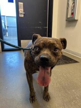 Drity -  Pit Bull Terrier and Mixed Breed Dog for Adoption in Fresno, California - Drity | PetCurious