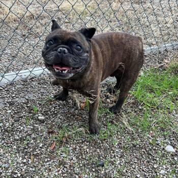 Boomer -  French Bulldog Dog for Adoption in Lindon, Utah - Boomer | PetCurious