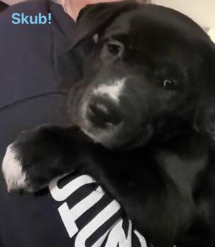 Rescue Siberian Husky Dogs for Adoption - Skubal | PetCurious