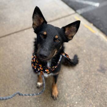 Rescue German Shepherd Dog Dogs for Adoption in Newberg, Oregon - Frankie | PetCurious