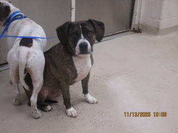 Rescue Hound Dogs for Adoption in Marietta, Georgia - Spot (829) | PetCurious