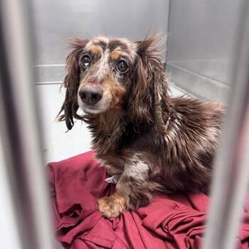 Bark Divine -  Mixed Breed Dog for Adoption in Davenport, Iowa - Bark Divine | PetCurious