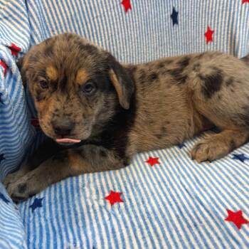 Foxx 4785 -  Australian Cattle Dog Blue Heeler and Mixed Breed Dog for Adoption in Kittanning, Pennsylvania - Foxx 4785 | PetCurious