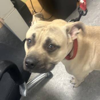 Pit Bull Terrier Dogs Available for Adoption in Philadelphia, Pennsylvania - Brown Butter | PetCurious