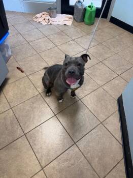 Raquel -  Pit Bull Terrier Dog for Adoption in Marion, Ohio - Raquel | PetCurious