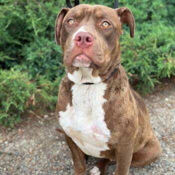 Rescue Staffordshire Bull Terrier Dogs for Adoption in Santa Monica, California - Nova | PetCurious