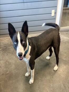 Rescue Siberian Husky and Labrador Retriever Dogs for Adoption in Brunswick, Georgia - ASPEN | PetCurious