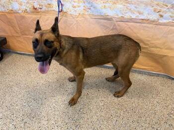 ROXY -  Belgian Shepherd Malinois and Mixed Breed Dog for Adoption in Doral, Florida - ROXY | PetCurious