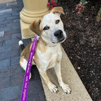 GROVER -  Pit Bull Terrier and Australian Cattle Dog Blue Heeler Dog for Adoption in St. Louis, Missouri - GROVER | PetCurious