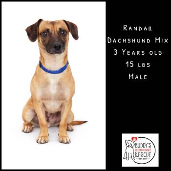 Dachshund Dogs Available for Adoption - Randall | PetCurious