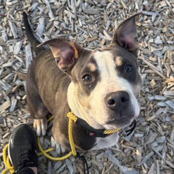 Rescue Pit Bull Terrier Dogs for Adoption in Ferndale, Washington - Barbie | PetCurious