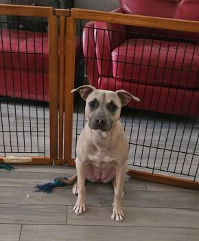 Rescue Catahoula Leopard Dog Dogs for Adoption in Auburn, Georgia - Jasmine | PetCurious