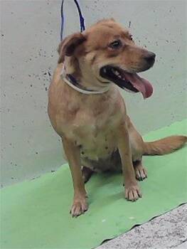 DANA -  Labrador Retriever and Mixed Breed Dog for Adoption in Houston, Texas - DANA | PetCurious