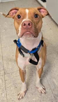 Boxer Dogs Available for Adoption in Sandusky, Ohio - Adele | PetCurious