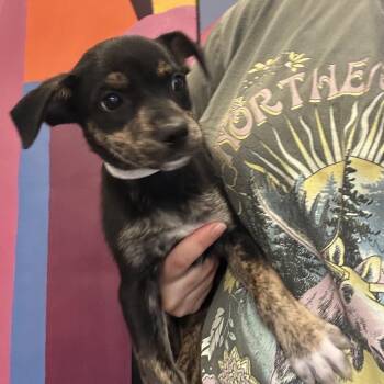 Fernando -  Dachshund and Mixed Breed Dog for Adoption in Baton Rouge, Louisiana - Fernando | PetCurious