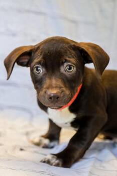 Dachshund and Mixed Breed Dogs Available for Adoption in Dothan, Alabama - Brownie | PetCurious