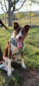 Lillian Lucky to be here -  Australian Shepherd Dog for Adoption in Franklin, Tennessee - Lillian Lucky To Be Here | PetCurious