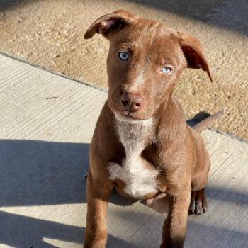 Jason -  Australian Shepherd Dog for Adoption in Tulsa, Oklahoma - Jason | PetCurious
