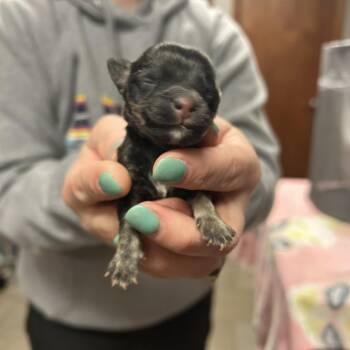 Chihuahua and Mixed Breed Dogs Available for Adoption in Wichita, Kansas - Taquito | PetCurious