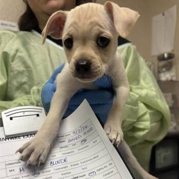 Baked Potato -  Chihuahua Dog for Adoption in Tempe, Arizona - Baked Potato | PetCurious