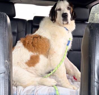 Sophie -  Saint Bernard Dog for Adoption in Magnolia, Texas - Sophie | PetCurious