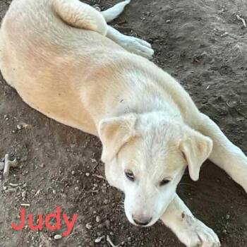 Philippa -  Mixed Breed and Great Pyrenees Dog for Adoption in Salt Lake City, Utah - Philippa | PetCurious