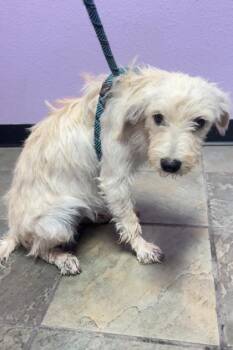 Mixed Breed Dogs Available for Adoption in El Paso, Texas - 61054164 | PetCurious