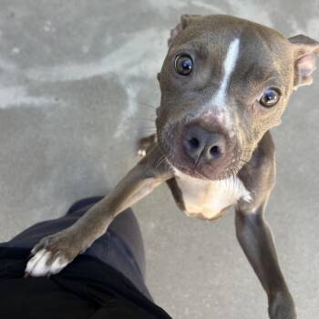 Pit Bull Terrier Dogs Available for Adoption in Manhattan, Kansas - Daisy | PetCurious