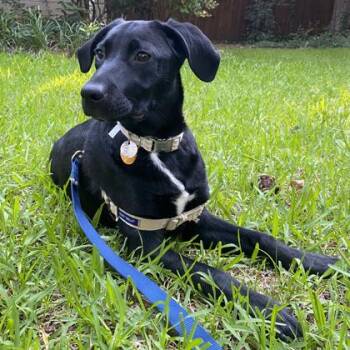 Rebbie -  Labrador Retriever and Mixed Breed Dog for Adoption in Atlanta, Georgia - Rebbie | PetCurious