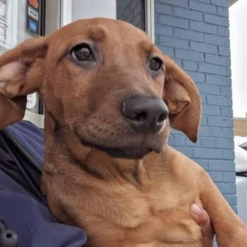 Azalea -  Hound and Shepherd Dog for Adoption in Parma, Ohio - Azalea | PetCurious