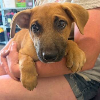 Shipley -  Black Mouth Cur and Mixed Breed Dog for Adoption in League City, Texas - Shipley | PetCurious