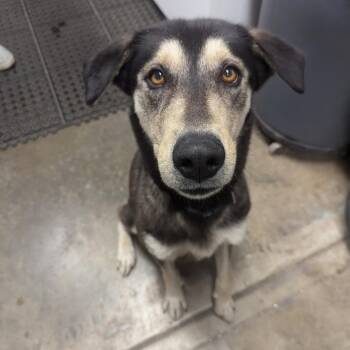 Regina -  Husky and Mixed Breed Dog for Adoption in Jasper, Indiana - Regina | PetCurious