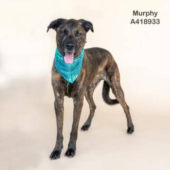 Rescue Staffordshire Bull Terrier Dogs for Adoption in Conroe, Texas - MURPHY | PetCurious