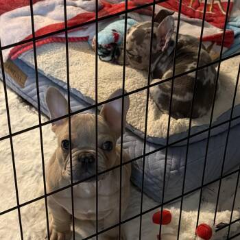 Trapper -  French Bulldog Dog for Adoption in Elyria, Ohio - Trapper | PetCurious