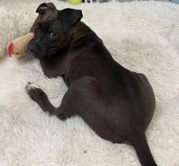 Lemon -  Mixed Breed Dog for Adoption in Mobile, Alabama - Lemon | PetCurious