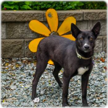 Shepherd Dogs Available for Adoption in Wake Forest, North Carolina - Sugarbee | PetCurious