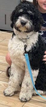 Sammie -  Bernese Mountain Dog and Standard Poodle Dog for Adoption in Valrico, Florida - Sammie | PetCurious