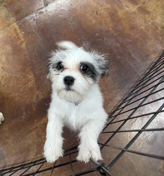 Avery -  Maltese and Pug Dog for Adoption in Chandler, Arizona - Avery | PetCurious