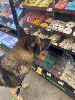 Rescue German Shepherd Dog Dogs for Adoption in Discovery Bay, California - Hudson | PetCurious