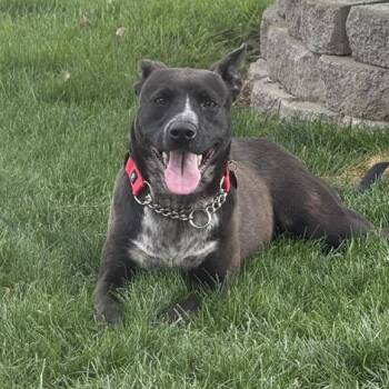 Rescue Pit Bull Terrier and Australian Cattle Dog Blue Heeler Dogs for Adoption in Lewiston, Idaho - Hades | PetCurious