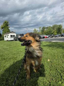 Chewy -  Mixed Breed Dog for Adoption in Vaudreuil-dorion, Quebec - Chewy | PetCurious