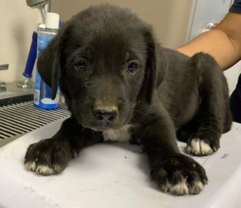 A254842 -  Border Collie and Mixed Breed Dog for Adoption in Visalia, California - A254842 | PetCurious