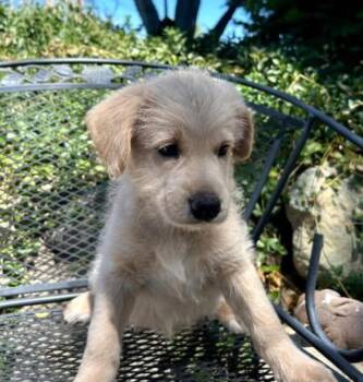 Poodle and Cocker Spaniel Dogs Available for Adoption in Mentone, California - Zander | PetCurious