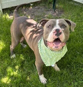 Rescue Pit Bull Terrier Dogs for Adoption in Eagle, Idaho - Santiago **Courtesy Post. Out Of Town Pet. See Below For Details | PetCurious