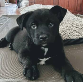 Stockton -  Labrador Retriever and Chow Chow Dog for Adoption in Kansas City, Kansas - Stockton | PetCurious