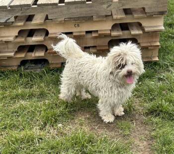 Maltese Dogs Available for Adoption in Brownstown, Indiana - Zeus | PetCurious